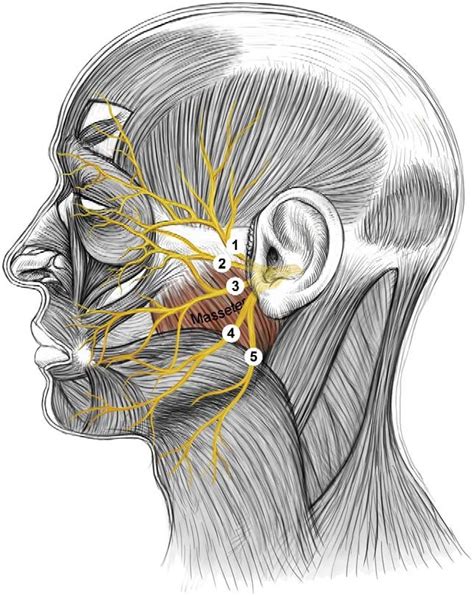 Terminal Branches Of The Facial Nerve On The Face Temporal Branch Download Scientific
