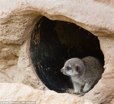 Baby Meerkats Peer Out Of Their Burrows As They Prepare To Make First