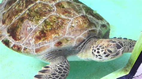 Endangered Green Sea Turtle Swimming Youtube