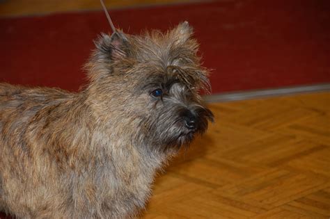 Cairn Terrier Information - Dog Breeds at thepetowners