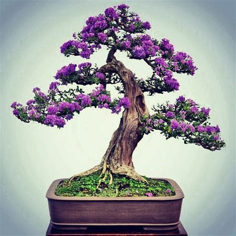 We were only able to acquire for. Bonsai (Species Unknown) Photo By Instagram User ...