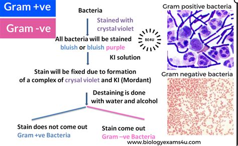 Example Of Gram Negative Bacteria