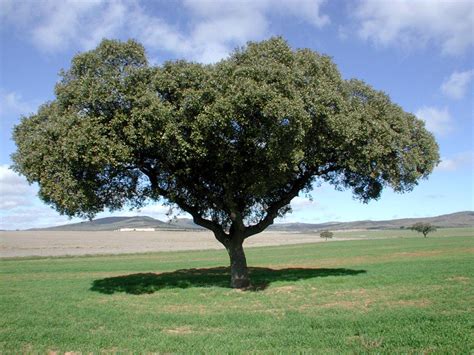 Los 10 árboles Más Emblemáticos De España