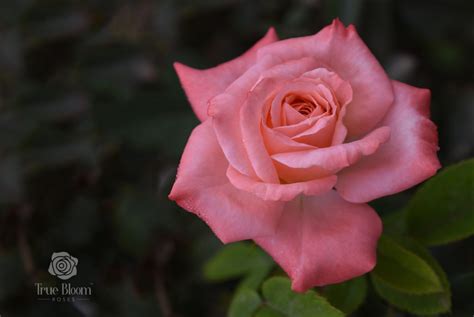 Finally, an easy-to-grow rose with a True rose flower ...