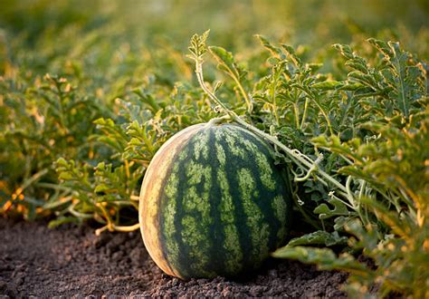 Watermelon Field Stock Photos Pictures And Royalty Free Images Istock