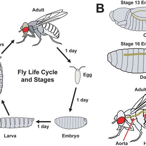 the life cycle and cardiac development of drosophila melanogaster a download scientific