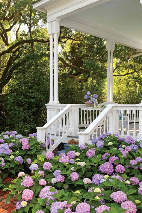 Classic Southern Plants Southern Living