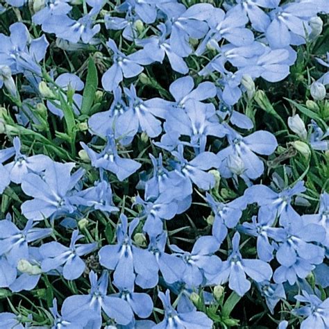 Buy Lobelia Cambridge Blue Mini Plugs Babyplants
