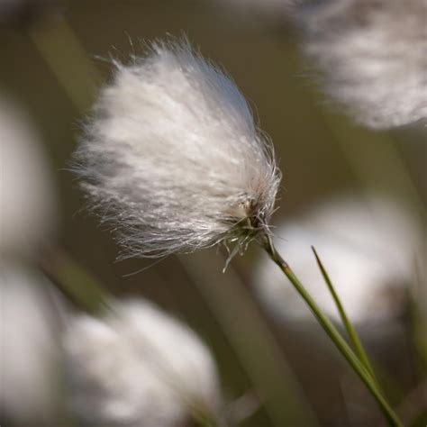 Cotton Grass By Mark Murdie On 500px
