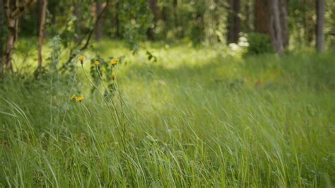 Green Grass In Forest Summer Coniferous Stock Footage Sbv 316588979