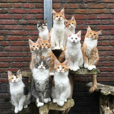 I Dont Know How Anyone Can Get A Group Of Cats To Sit For A Camera