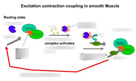 Excitation Contraction Coupling In Smooth Muscle Diagram Quizlet