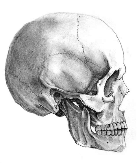 Total Skull Skull Side View Skull Painting Skull Sketch