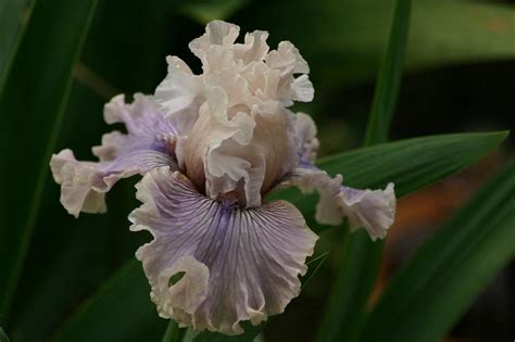 Photo Of The Bloom Of Tall Bearded Iris Iris Haunted Heart Posted