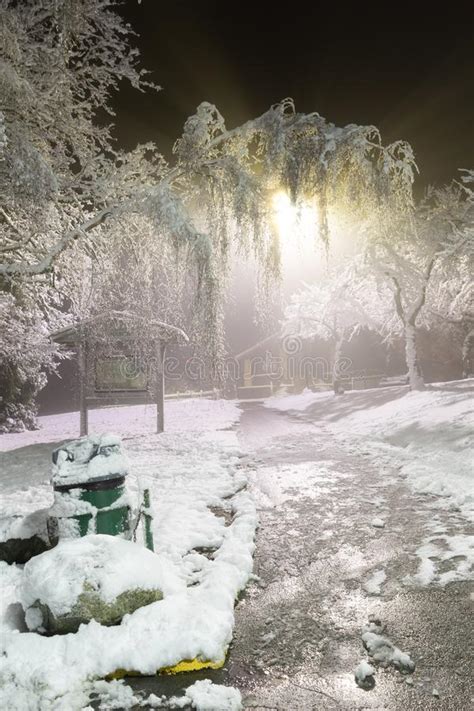 Winter Wonderland Trees Covered In Snow Night City Lights Shining