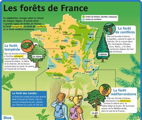 Science Infographic Fiche Exposés Les Forêts De France