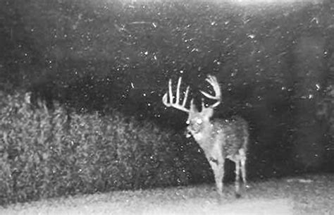 Wisconsin Record Archery Buck Arrowed From The Ground North American