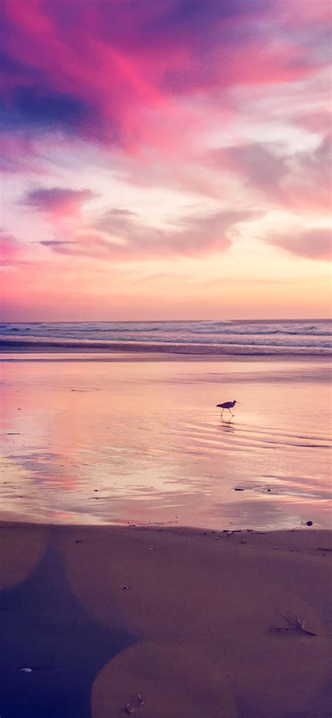 Apple Iphone Wallpaper Mv56 Sunset Beach Bird Red