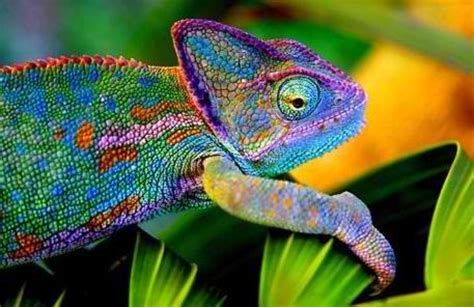 rainbow chameleon animals pinterest chameleons  rainbows