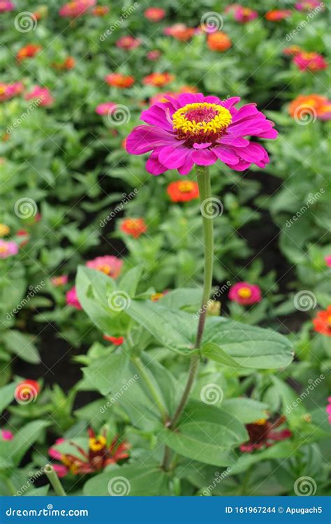 Upright Stem Of Zinnia With Magenta Colored Flower Head Stock Photo