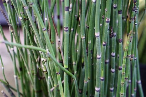 Horsetail Plant Care And Growing Guide