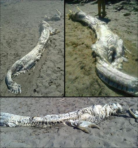 Mysterious Sea Monster With Horns Washes Up On Spain Beach Photo