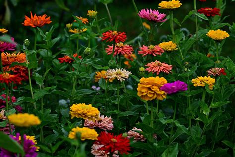 Grow Zinnias In Your Garden For Bouquets All Summer Long