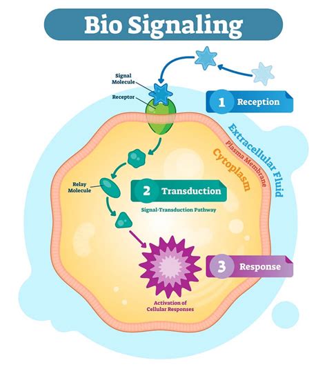 Cell Signaling Pathways Osmosis