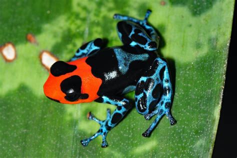 53 Most Colorful Frogs In The World 2022