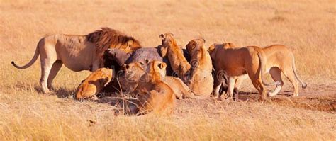Pride Of Lions Eating A Pray In Masai Mara Stock Images Masai Mara