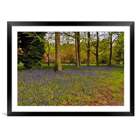 Down In Bluebell Wood Picture Framed And Mounted Wall Art In Colour By