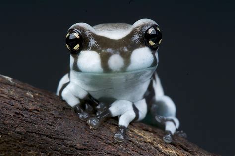 Top Facts About The Amazon Milk Frog Worldatlas