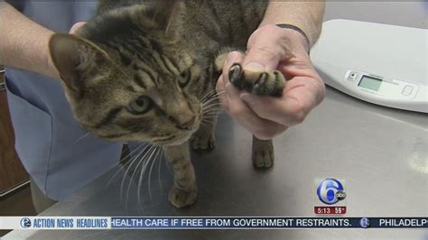 Nj Could Be First State To Make Declawing Cats Illegal Abc13 Houston