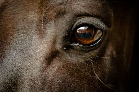 Caring For A Horses Eyes Lv Performance