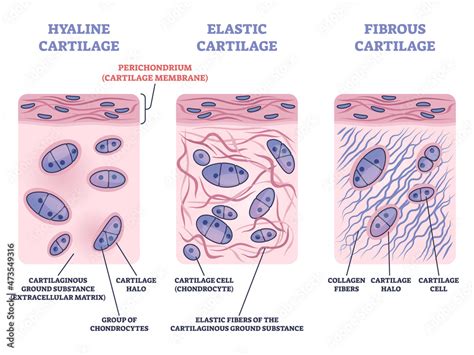 Perichondrium As Hyaline Fibrous And Elastic Cartilage Membrane
