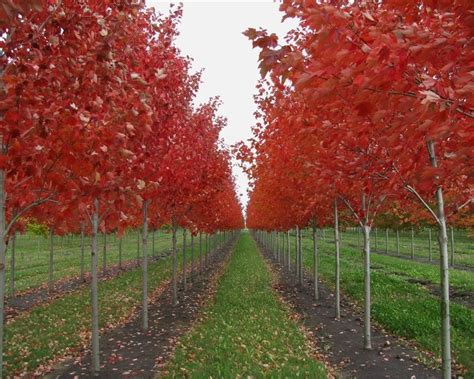October Glory Red Maple Trees Also Known As Scarlet Maple