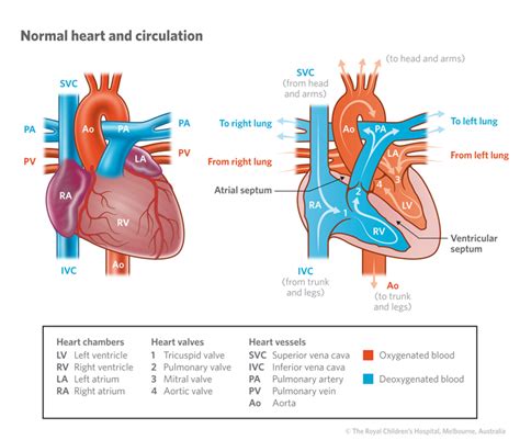 Cardiology Normal Heart