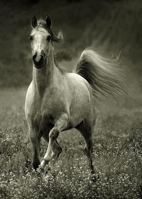 Amazing Photographs Of Horses 20 Pictures Pictures Images Photos