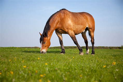 15700 Horse Eating Grass Stock Photos Pictures And Royalty Free Images