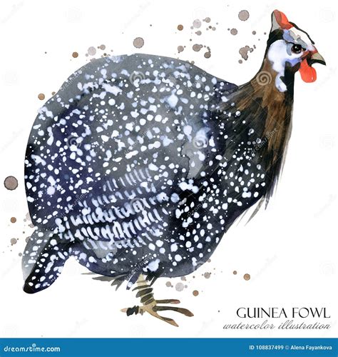 Guinea Fowl Cartoon Vector 67333829