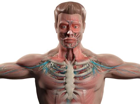 Human Anatomy Showing Head Shoulders And Torso Stock Illustration