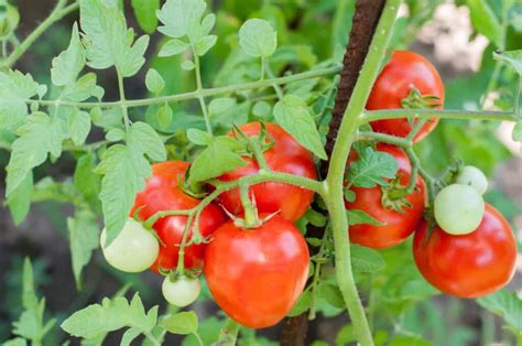 Diy How To Grow Tomatoes From Seeds 7 Essential Pro Tips Revealed