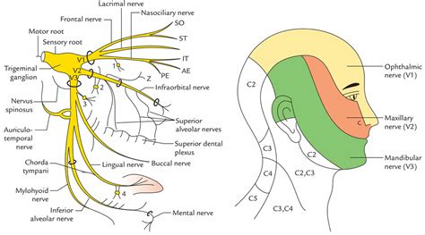 Trigeminal Nerve Anatomy Branches Distribution Function Damage And Pain