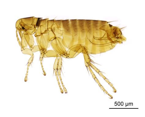 Flea Species Distribution Of British Fleas
