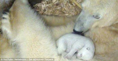 Polar Bear Cubs Open Their Eyes And See Their Mother For First Time