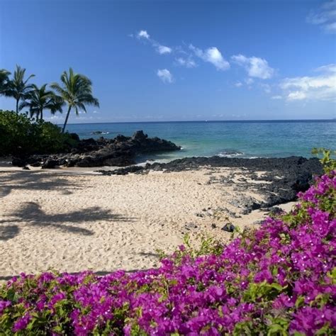 Hawaii Maui Makena Bougainvillea Flowers At Secret Beach Poster Print