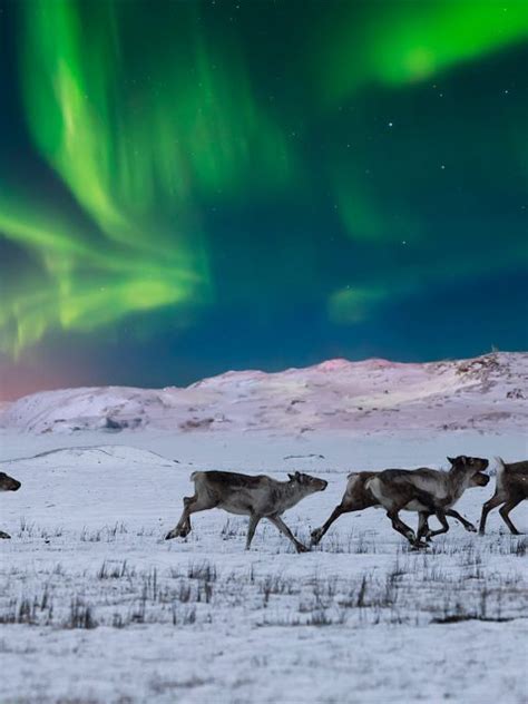 Wild Reindeer Bing Wallpaper Download