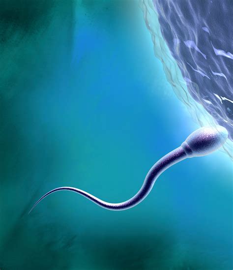 Is Bigger Always Better Scientists Explain The Evolution Of Sperm Size
