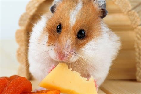 Can Hamsters Eat Cheese Safety And Faq Pet Keen