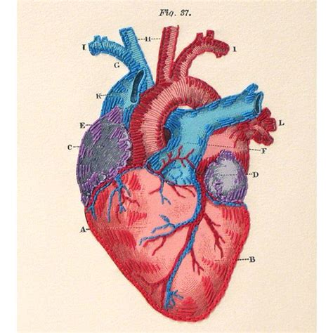 Revista De Anatomía Del Corazón Cuaderno Bordado Con Un Etsy España